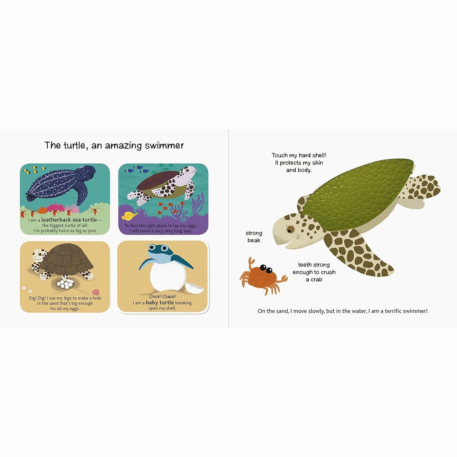 Touch and Explore Book - The Ocean